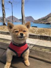 さくらと車中泊の旅(東北) さくらと車中泊の旅(東北)