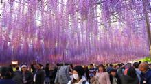 ♯禁じられた言葉【足利フラワーパークの巨大フジ】 