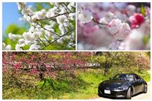 岡崎ミーティング後の花桃ハント