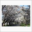 cherryblossom