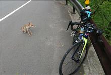 犬かと思ったら野生のキツネだった