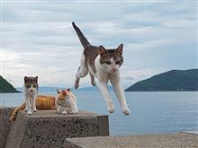 2019 一人旅(前編)☆「飛び猫」の島へ！