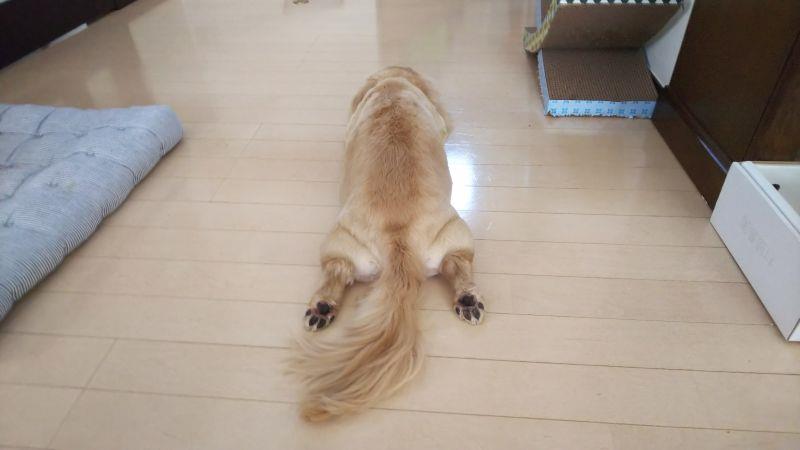 ハッピー君 サマーカットにして良かったでしょう 犬 ミニチュアダックスフント ハッピー サマーカット 真夏日 どんみみのブログ 気分は迎撃戦闘機２ みんカラ