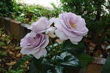 青薔薇が咲きました！