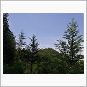 お山へ散歩に