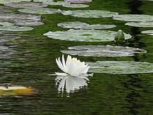 5月、丹生大師神宮寺にて。