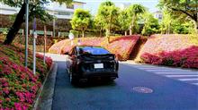 愛車とつつじ