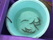 豊潤な鹿島灘で根魚釣りの巻🎶