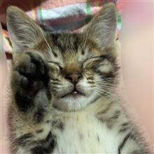 子猫の里親さん募集中です(=^x^=)