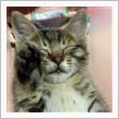 子猫の里親さん募集中です(=^x^=)