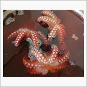 アジが釣れなきゃエビでもタコ ...