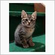里親様決定しました(=^x^=)