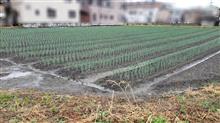 農耕ブログの更新です(^o^)/~(九条ねぎ) 農耕ブログの更新です(^o^)/~(九条ねぎ)