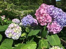紫陽花の旅‥♬