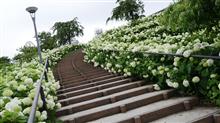 埋め立て地の紫陽花