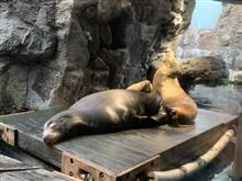 アザラシ ウマそう アザラシ ウマそう