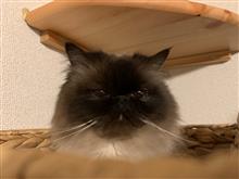 祝・みんカラ歴5年！