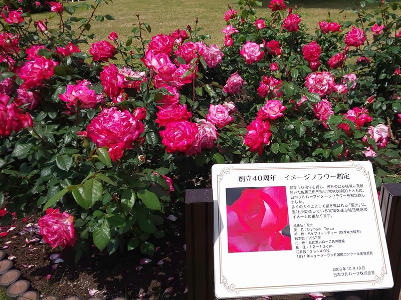 恒例 2019フルハーフ バラ鑑賞会へ行く 徳小寺 無恒のブログ 裏 復活 ブルーバード みんカラ