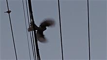 おはやう おはやう