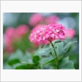 今日も雨だったので妻沼の能護 ...