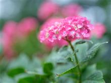 今日も雨だったので妻沼の能護寺へ紫陽花を撮りに