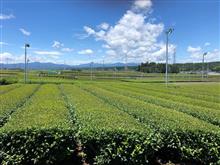 狭山茶摘み体験イベントに参加してます。