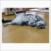暑いのぢゃぁ～