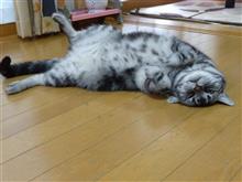 暑いのぢゃぁ~ 暑いのぢゃぁ~