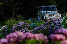 晴れ日の紫陽花ってどうよ?(浜松引佐紫陽花めぐり) 晴れ日の紫陽花ってどうよ?(浜松引佐紫陽花めぐり)