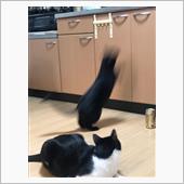 リーピングキャット