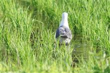 連写でGO　～ ウミネコだより ～