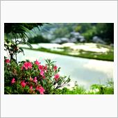 　NZから　富良野・美瑛へ  ...