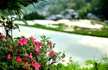 　NZから　富良野・美瑛へ (^^♪