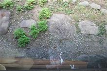 こいつは？