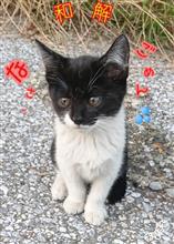 子猫さんと和解。