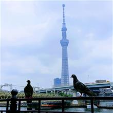 東京・隅田公園のあじさい