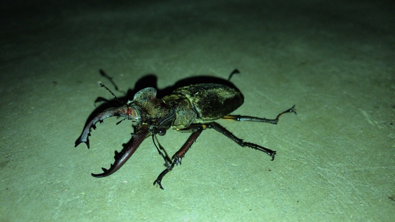 深夜の訪問者 こるりのブログ こるりの気ままな日記 みんカラ 深夜の訪問者 こるりのブログ こるりの気ままな日記 みんカラ