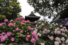 あじさい寺能護寺のあじさい