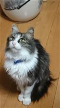 この子の猫種は？