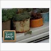 ねまる。