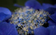 薔薇と紫陽花と・・・