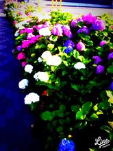 咲き誇る紫陽花、
