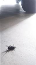 ガレージの訪問者