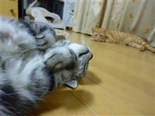 蒸し暑いね(+_+) 蒸し暑いね(+_+)