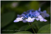 いつもの花撮りでお手軽レンズの比較 part1 いつもの花撮りでお手軽レンズの比較 part1