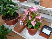 長期在庫の花苗 長期在庫の花苗