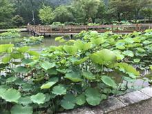 南越前町の花はす公園