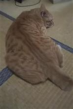 茶色い