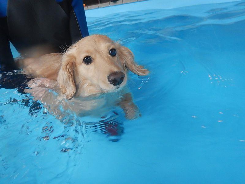 ライジェケなしでも泳げる 犬 ハッピー ミニチュアダックスフント お台場ドッグリゾート 水泳 どんみみのブログ 気分は迎撃戦闘機２ みんカラ