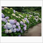 5月6月のしょうぶ園にて ～ ...